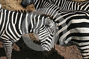 Lovely zebras