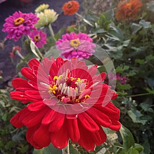 Lovely zinnia