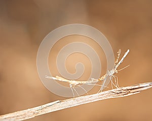 Lovemaking pair of Walking Stick Insect