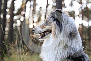 Loveoly close-up photo of a beautiful fluffy shetland sheepdog sheltie dog on a beautiful sunset background with pine trees