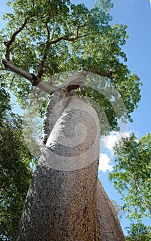 Lover Baobab in Morondava, Madagascar