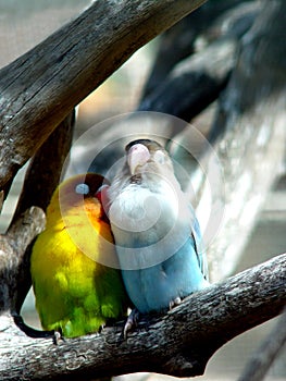 Lover birds, Mauritius