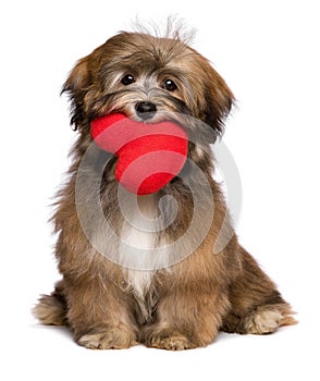 Lover havanese puppy dog is holding a red heart in her mouth