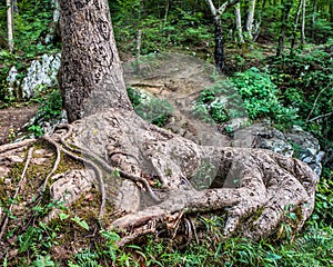 Lover's tree with gnarly roots and initials carved on it