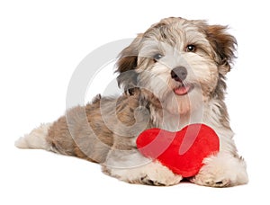 Lover Valentine chocolate Havanese