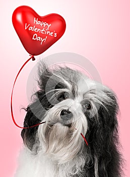 Lover Valentine Havanese