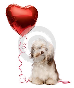 Lover Valentine Havanese