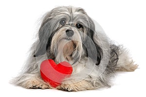 Lover Valentine Havanese boy dog