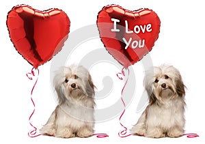 Amante Día de San Valentín perro habanero colocar 