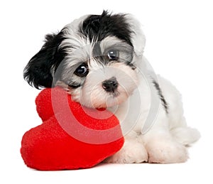 Lover Valentine Havanese puppy