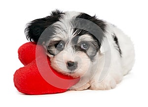 Lover Valentine Havanese puppy