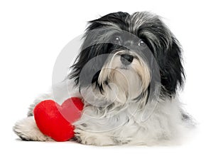 Lover Valentine Havanese puppy dog