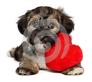 Lover Valentine Havanese puppy dog