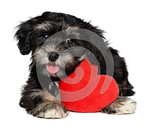 Lover Valentine Havanese puppy dog with a red heart photo