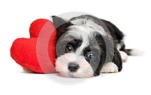 Lover Valentine Havanese puppy dog with a red heart