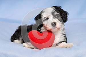 Lover Valentine Havanese puppy is lying on a blue blanket