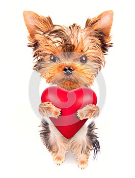 lover valentine puppy dog with a red heart