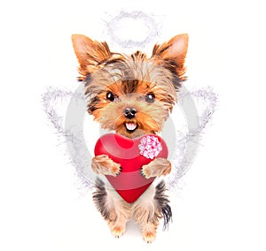 Lover valentine puppy dog with a red heart