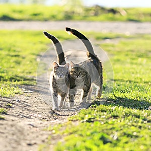 Lovers couple striped cats walk together on green meadow liftin photo