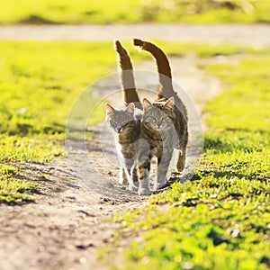 Lovers couple striped cats walk together on meadow in Sunny day