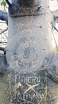 Lovers initials carved on Baobab trunk