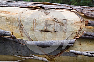 Lovers' Initials on Fallen Eucalyptus photo