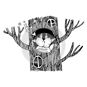 Lovers squirrel. Big beautiful tree.