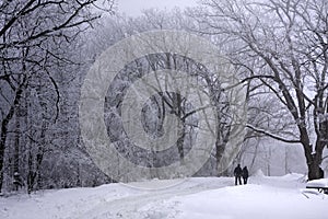 Lovers walking in the beautiful winter woods