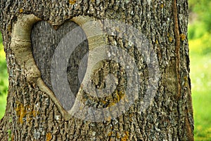 Lovetree