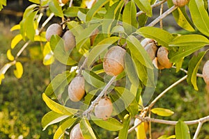 A lovevorn on tree in evenning