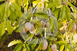 A lovevorn on tree in evenning