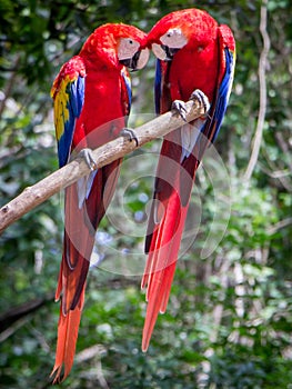 Lovey Dovey parrots in central America