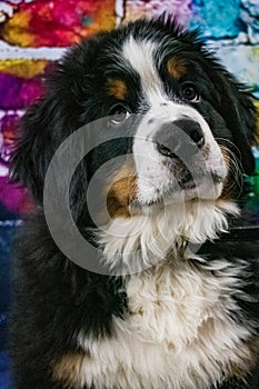 Loving Bernese Mountain Dog Puppy Portrait