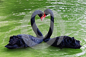 Two black swans are falling love with each other, their necks form the heart shape. photo