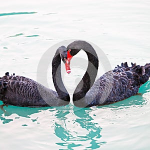 The loving black swans in the lake