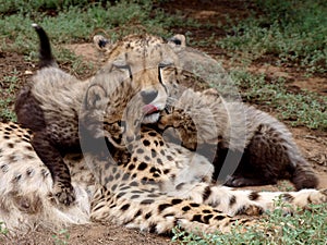 Loving cheetah mother with cubs