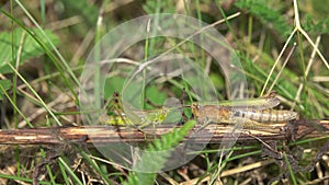 Loving communication of two Grasshoppers. Male and Female Grasshoppers communicate