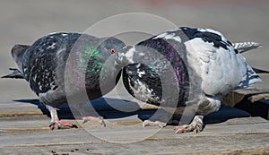 Loving couple of birds. Pigeons.