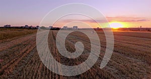 Loving couple bride and groom walk on a mown wheat field at sunset.