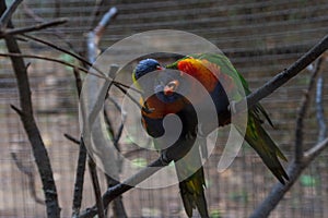 Loving couple of colorful cute loriini birds perched on the tree branch