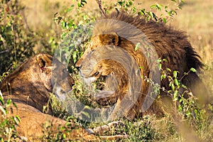 Loving couple. Lions in the savannah. Masai Mara