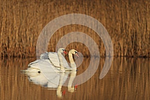 Loving couple swans