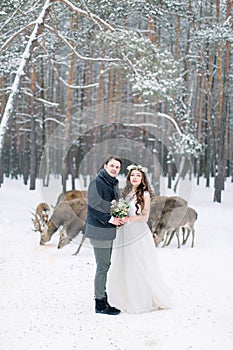 Loving couple walking, hugging and kissing, in winter snowy forest. Herd of deer on the background. Winter wedding.