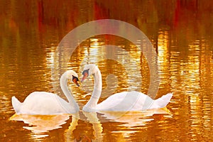 A loving couple of white swans with heart shaped necks.