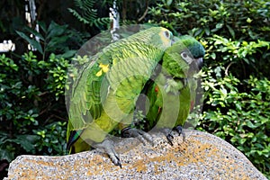 Loving domestic parrots kissing each other