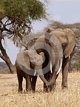 Loving elephants, mother and child