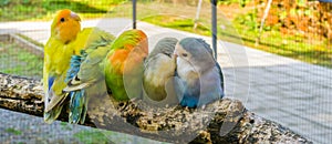 Loving family of small parrots sitting close together and cuddling on a branch