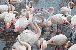 Loving flamingos in the Camargue, France