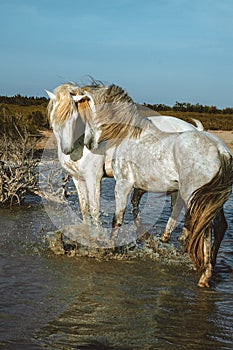 Loving horses