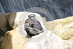 Loving hugging gorillas LOs Angeles Zoo